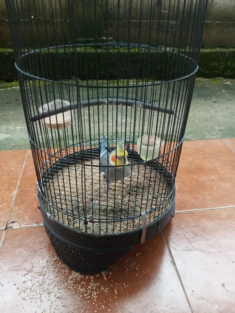 Jual falk jantan