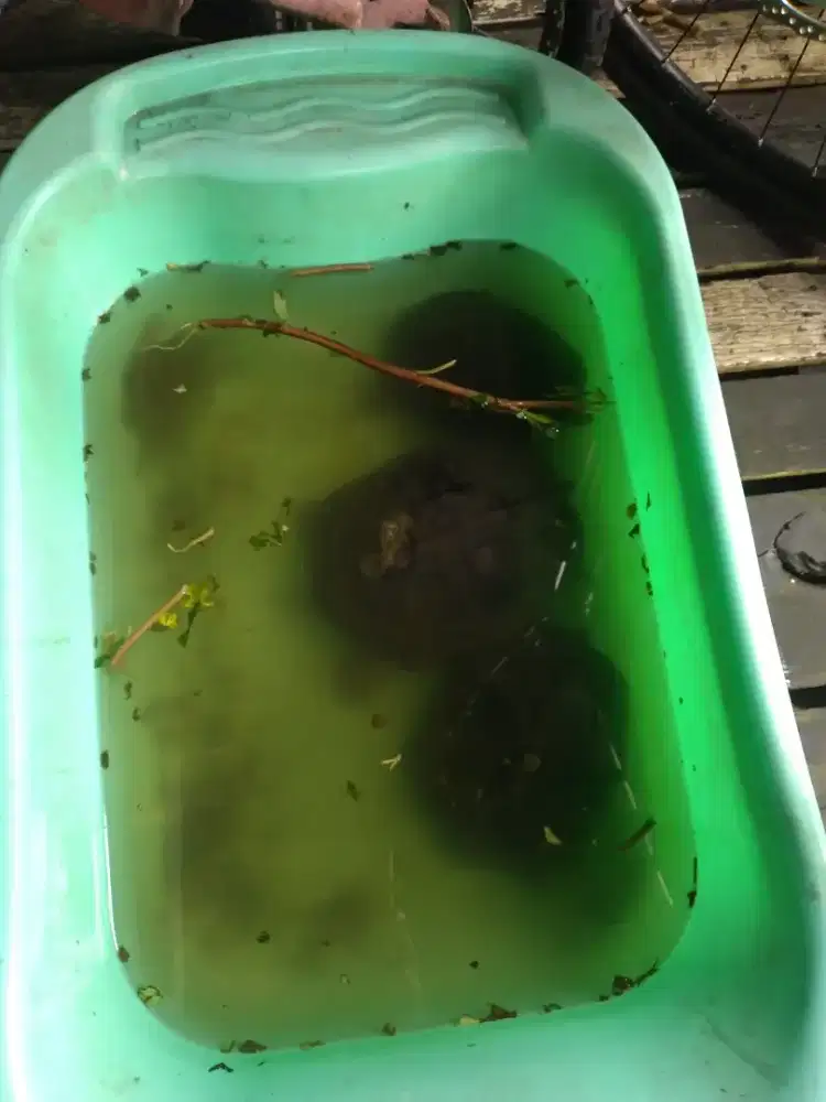 Kura kura sungai, tiga ekor.