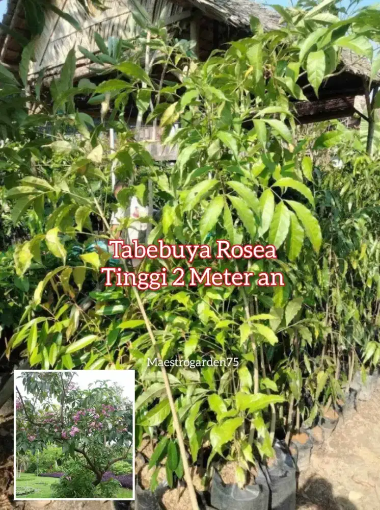 Tabebuya Rosea Tinggi 2 Meter