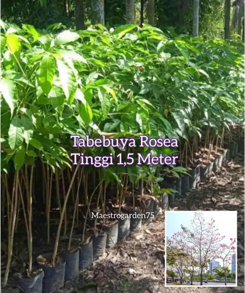 Tabebuya Rosea Tinggi 1,5 Meter