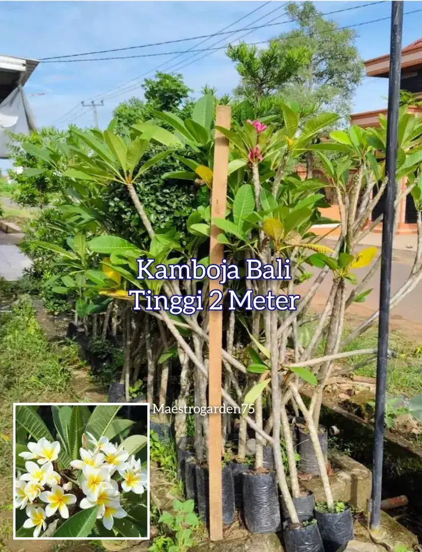 Kamboja Bali Tinggi 2 Meter an