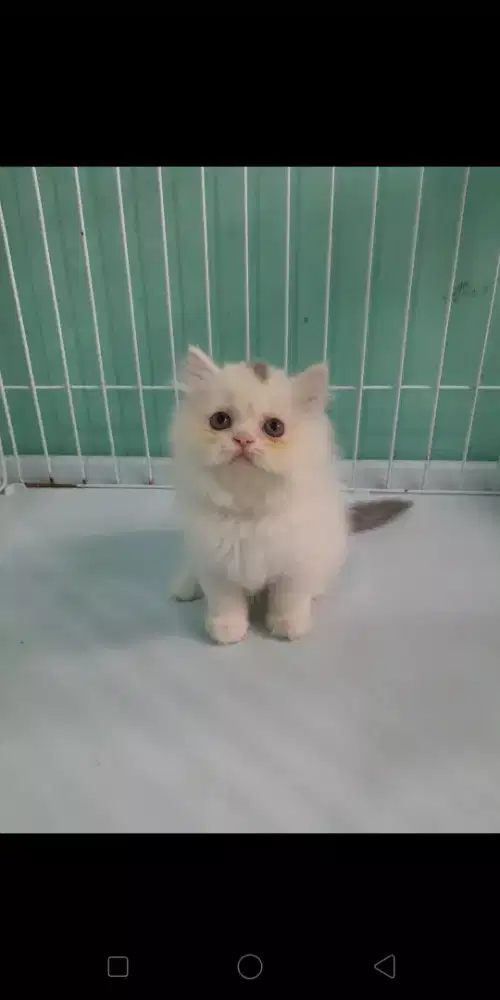Persia flatnos #kucing lucu # kitten