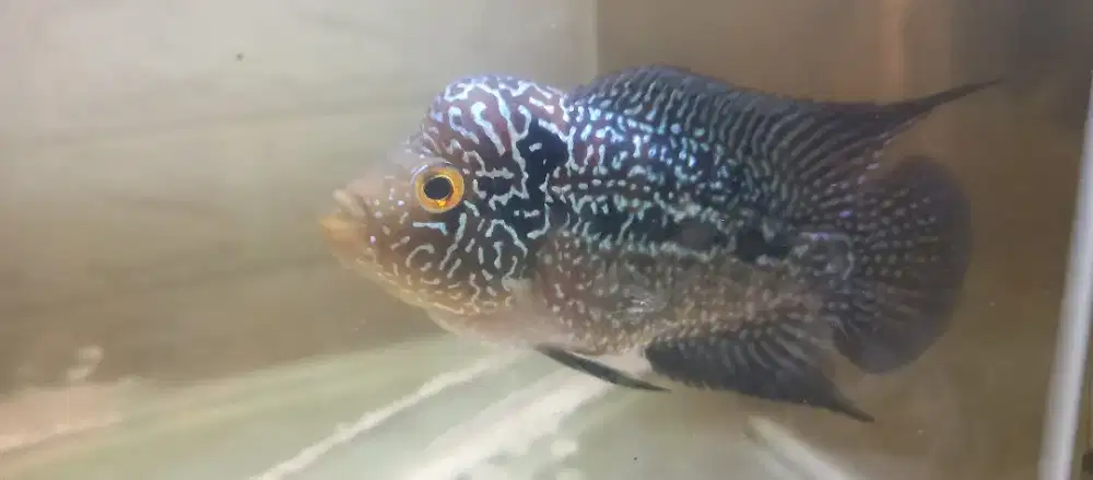 Louhan Golden Base Male