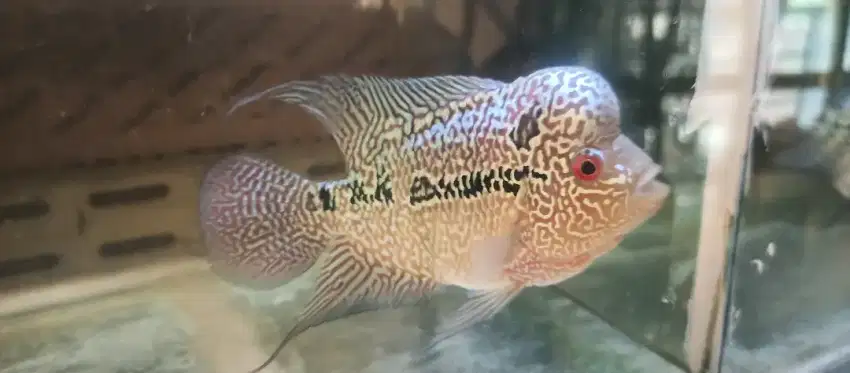 Louhan kamfa Male