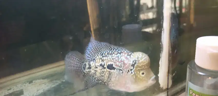 Louhan Kamfa F2 Male