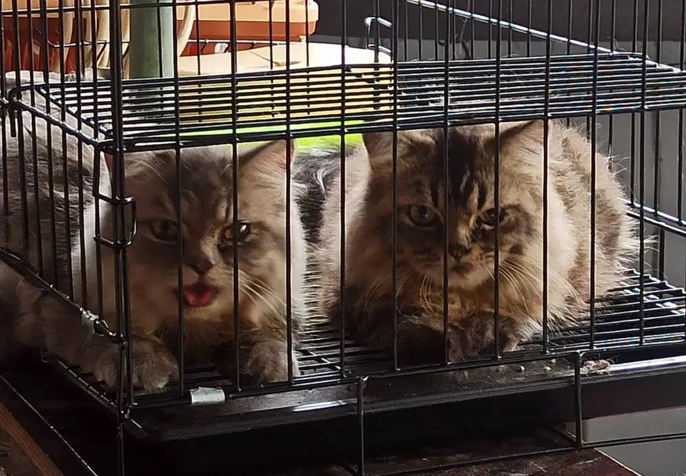 Kucing Persia Medium flat nose