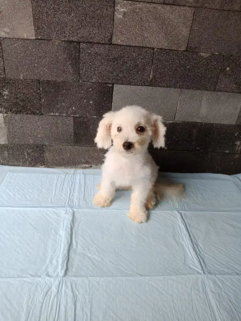 Puppy mini bichon cantik