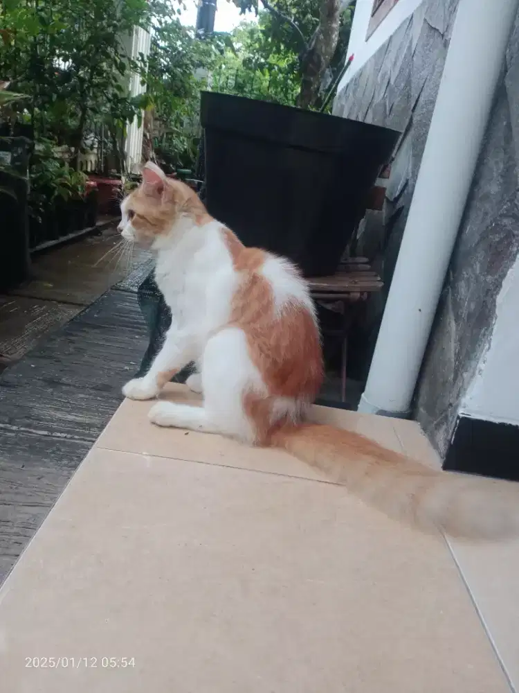 Kucing Persia Jantan umur 5bln, Sehat Lucu Penurut Lincah