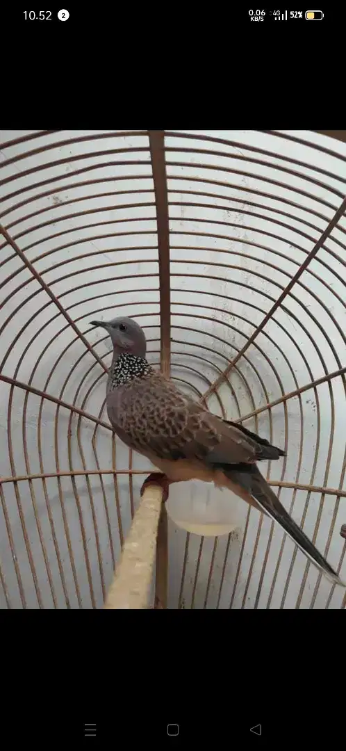 BURUNG TEKUKUR JANTAN PLUS KANDANG