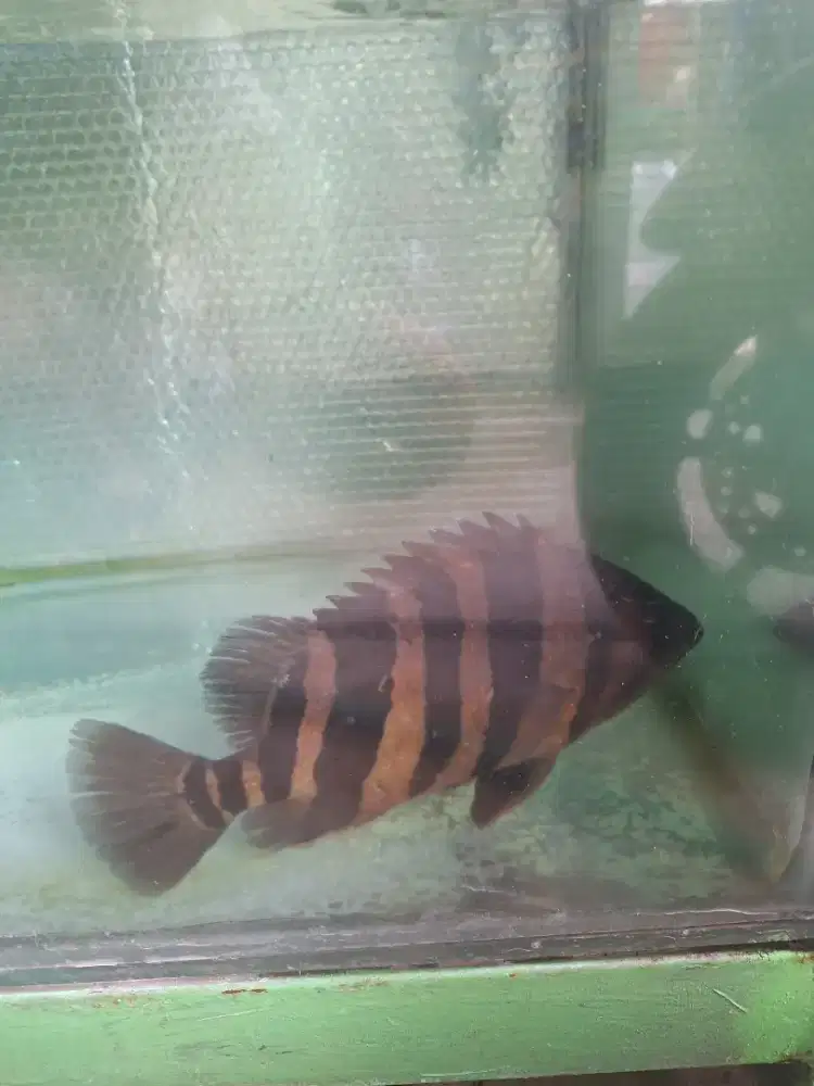 Ikan datz kalimantan