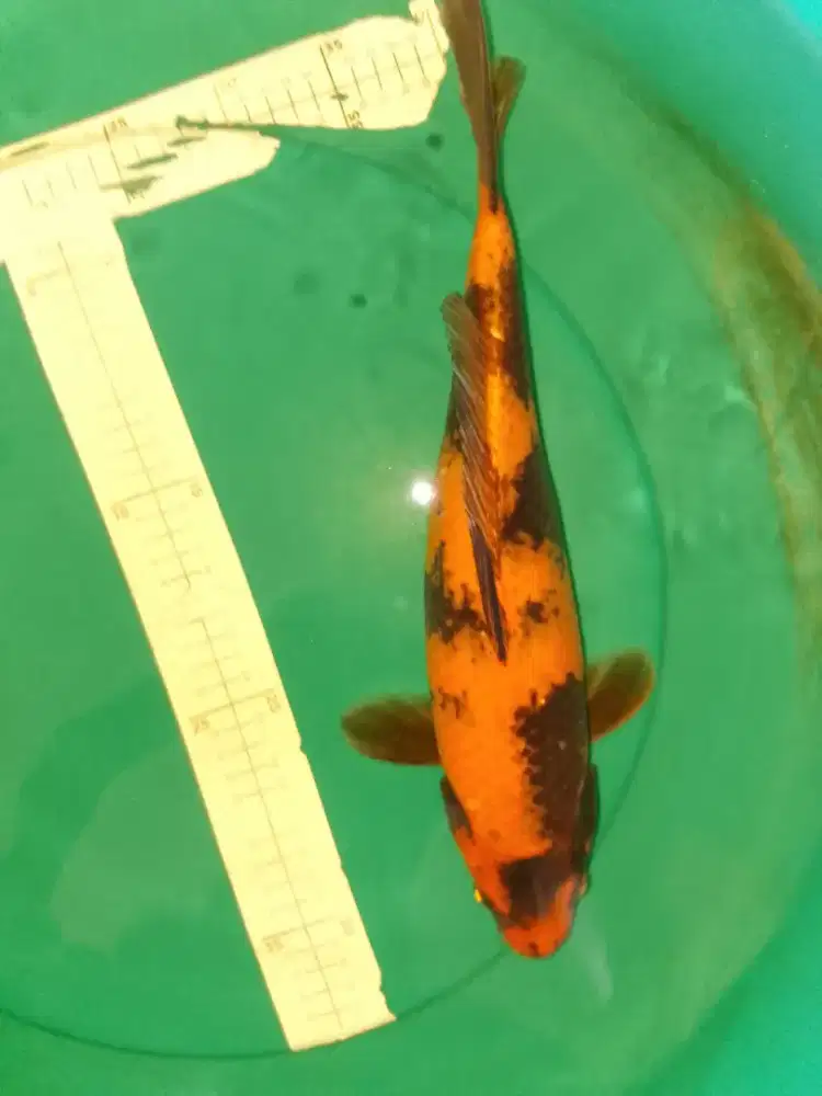 Ikan koi jenis Hi Utsuri 43cm