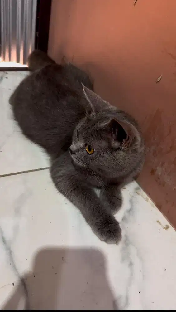 Kucing british usia 3-4 bulan