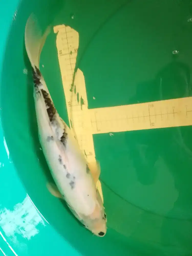 Ikan koi jenis Shiro jumbo 45cm Pola Tategoi