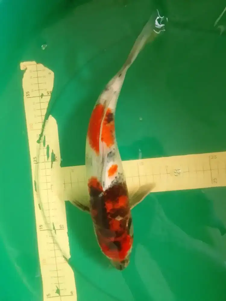 Ikan koi jenis Kage Showa 37cm HQ
