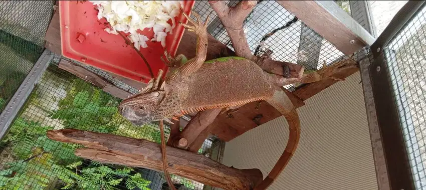 red iguana size medium