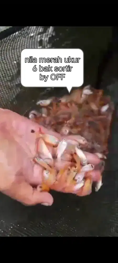 Bibit unggul nila merah ukur 6 bak sortir
