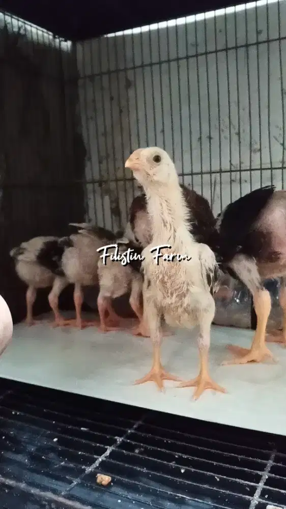 Shamo Anakan Three Colour