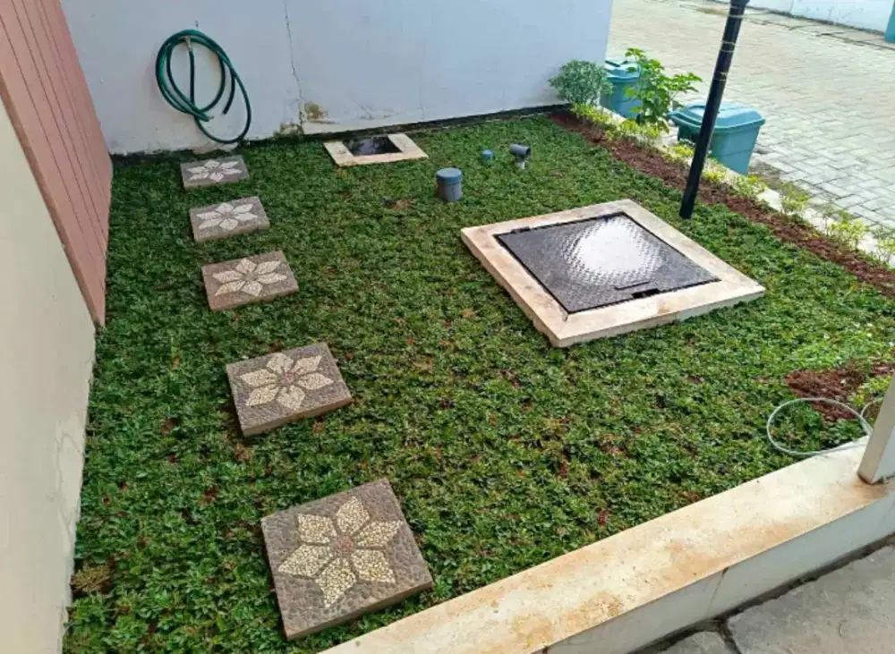 Tukang rumput taman gajah mini/bibit rumput