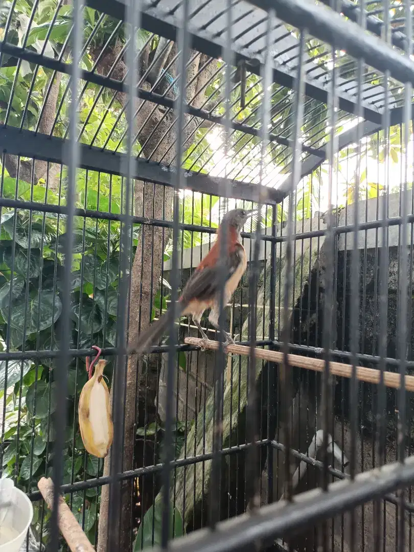 Pitohui Variabel Kpla Abu