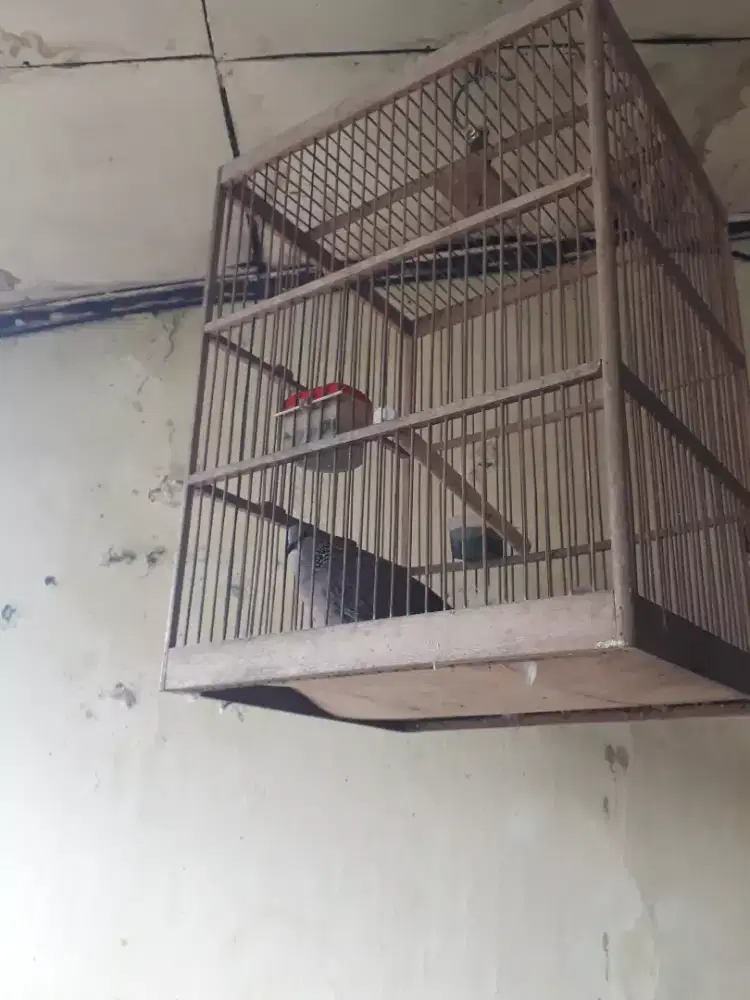 Dijual burung tekukur jantan rajin bunyi