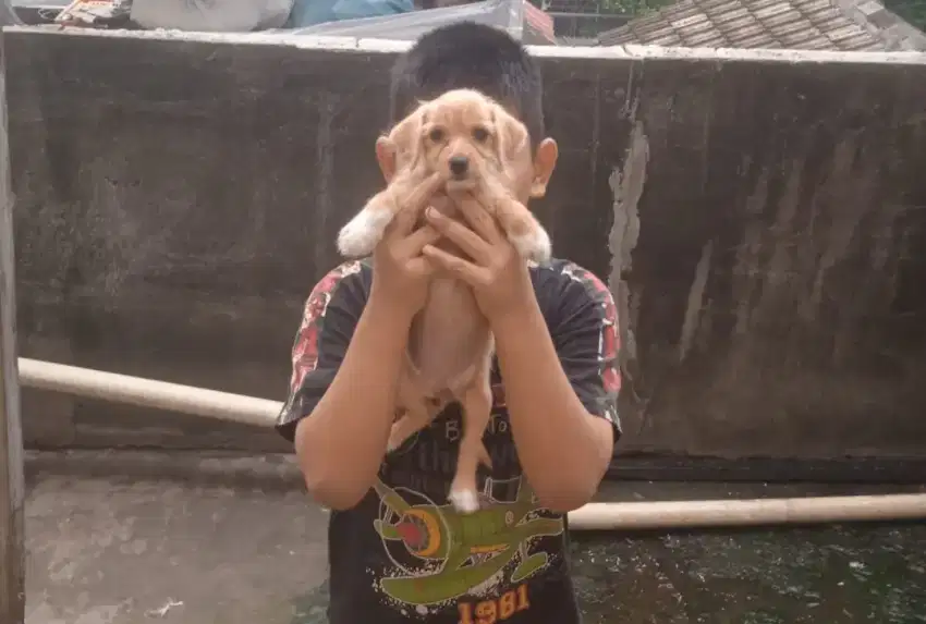 Anak anjing ras mini size= chihuahua