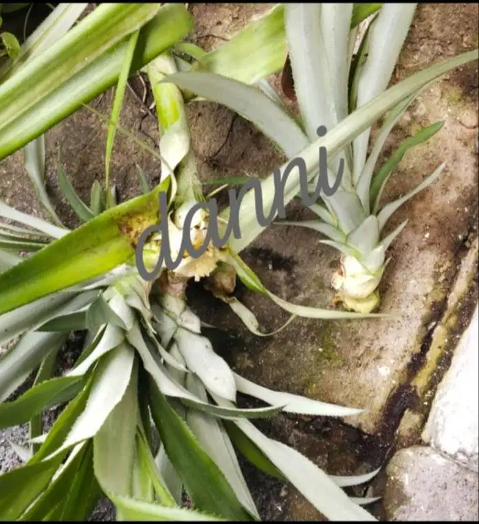 Bibit nanas dari batang dan mahkota