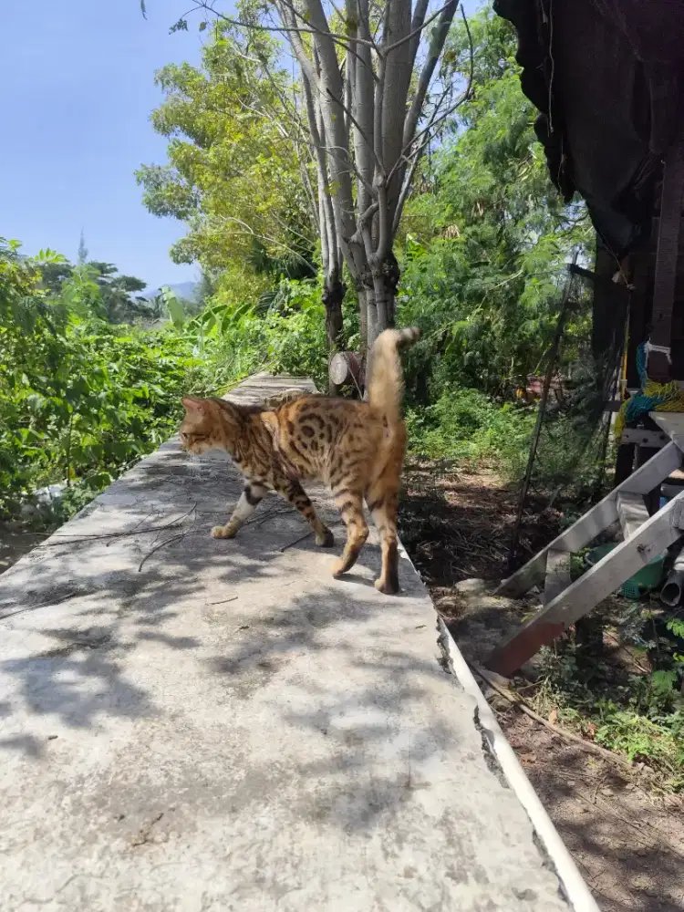 Kucing benggal Betina