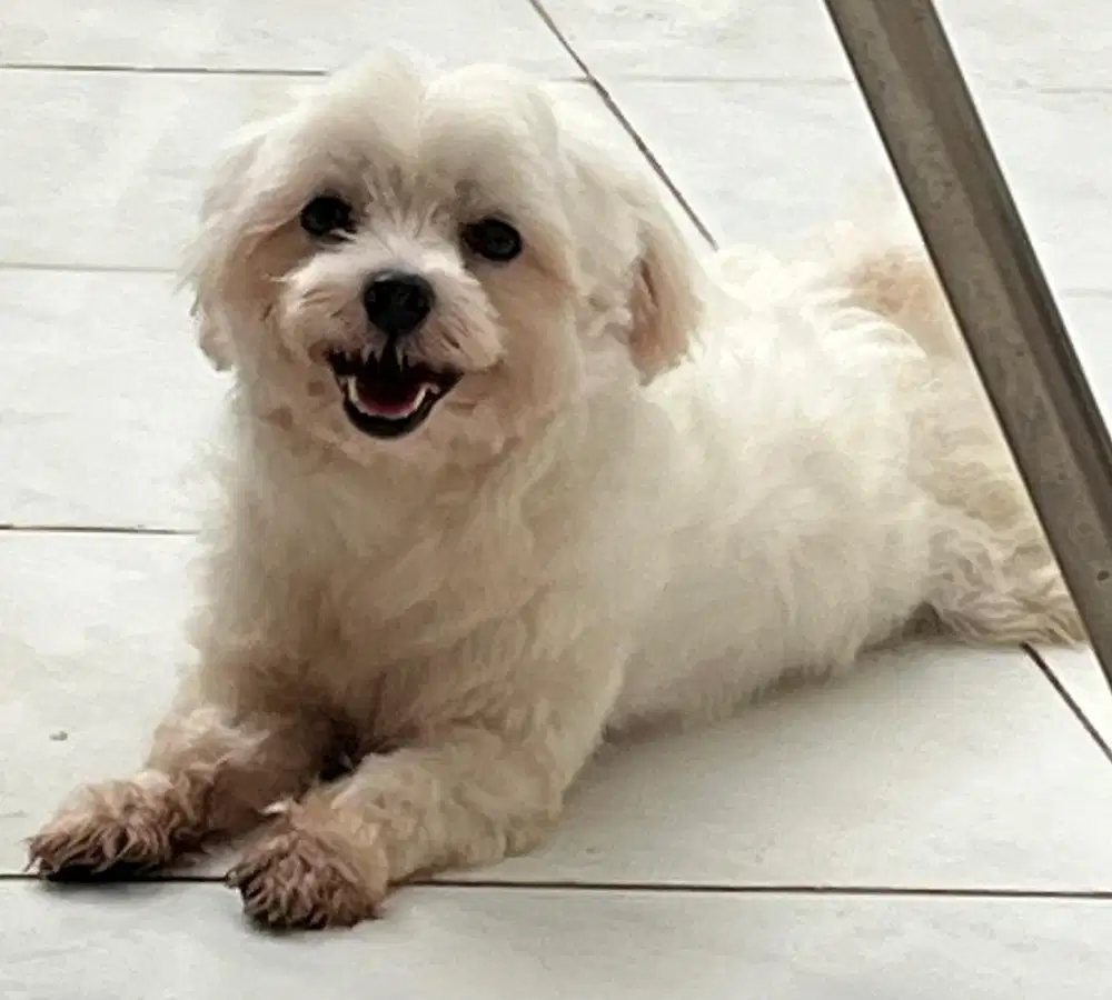 Open adopt Maltese jantan