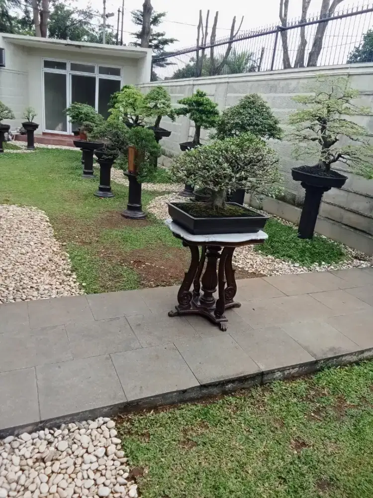 Bongsai serut Jawa timur