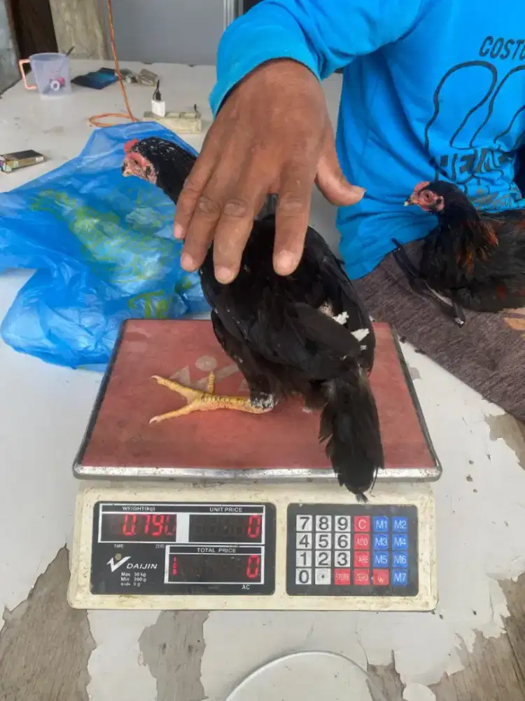 Ayam kampung kali siam