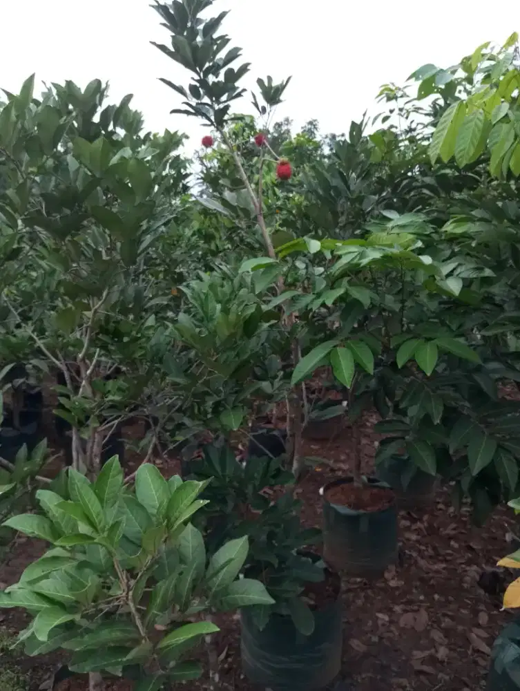 Bibit Rambutan Binjai