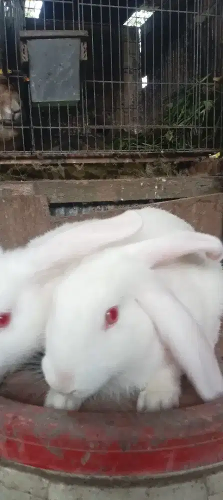 Kelinci hewan pengerat