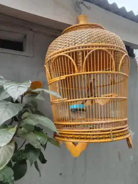 Burung Perkutut Jambul Songgoratu Fullset