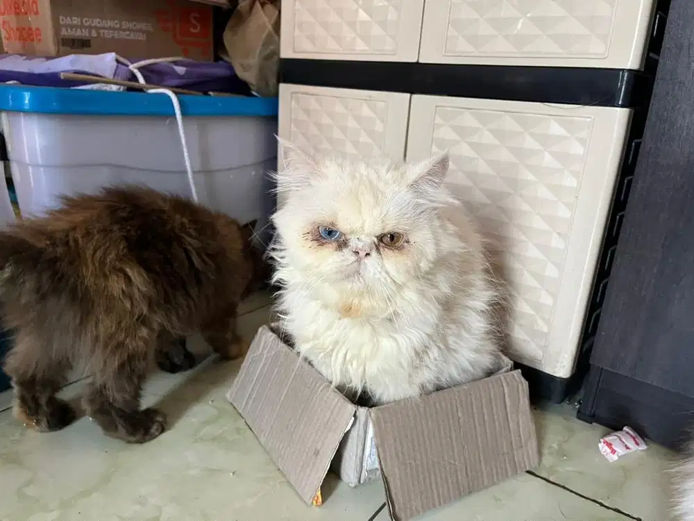 Peaknose odd eye jantan