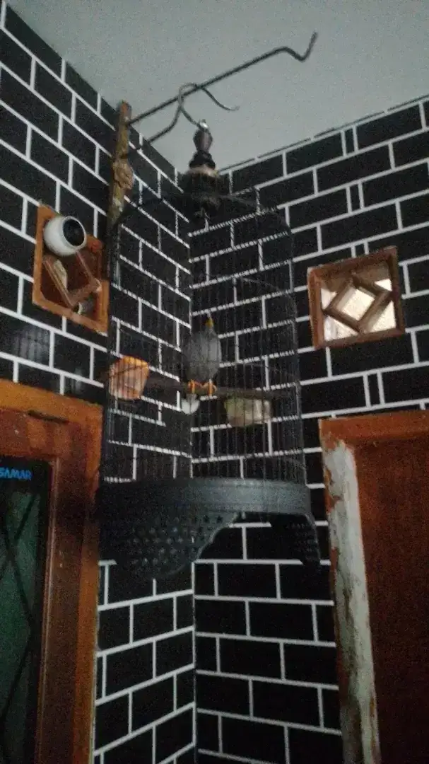 JALAK EBO MANGGUT2