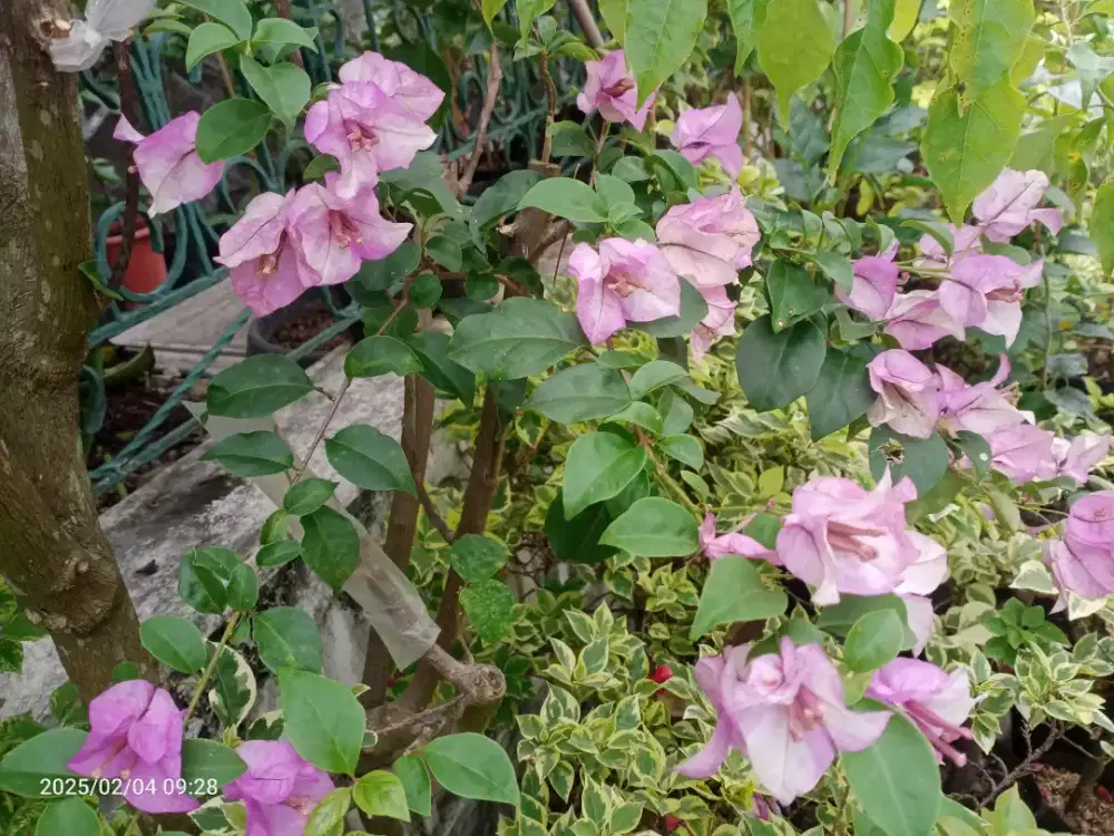 Bunga Bugenvil Bougenville Magic Beauty, Tanaman Hias