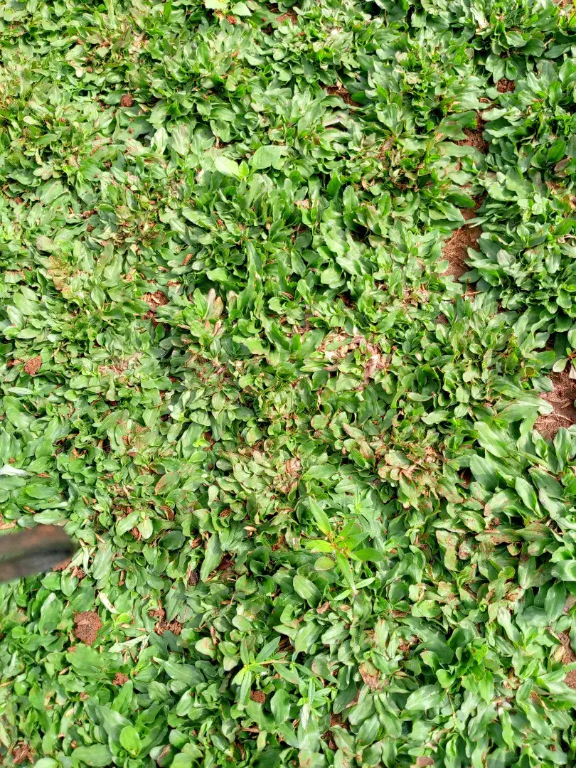 Jual rumput hias