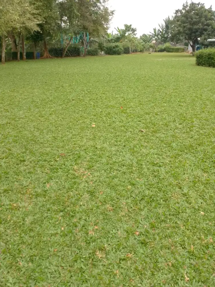 Jual rumput gajah mini