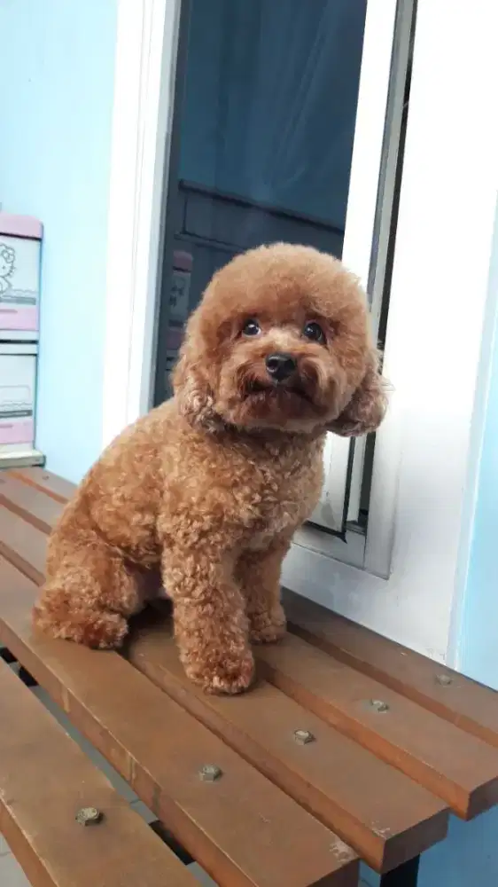 DIJUAL CEPAT POODLE JANTAN