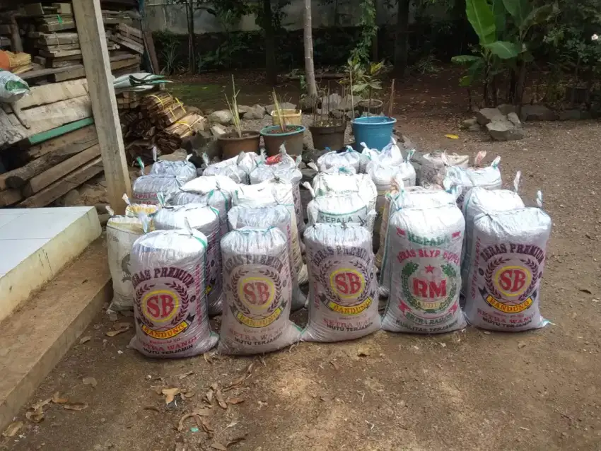 Kohe ayam kampung