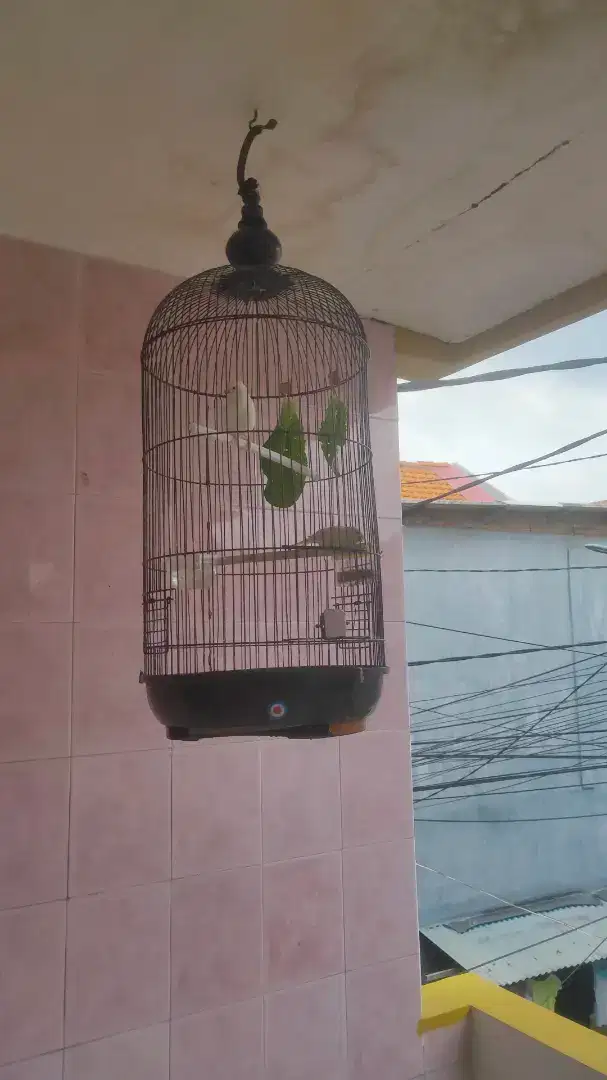 Burung kenari Seri Loper
