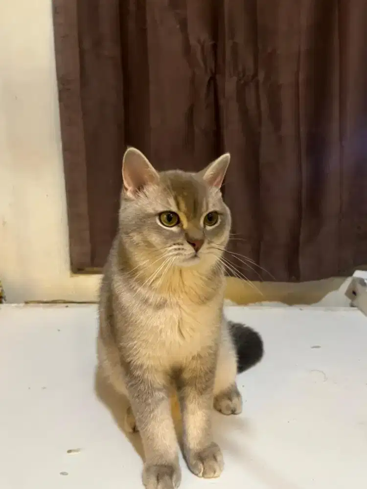 Kitten british shor hair / bsh golden AY12 Jantan 1th 6bln vaksin 1x