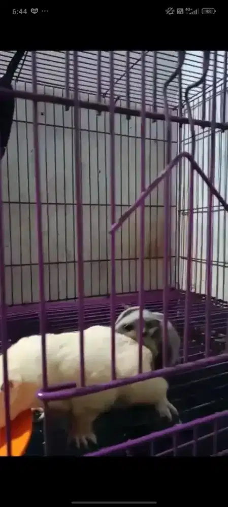 Sugar glider sepasang