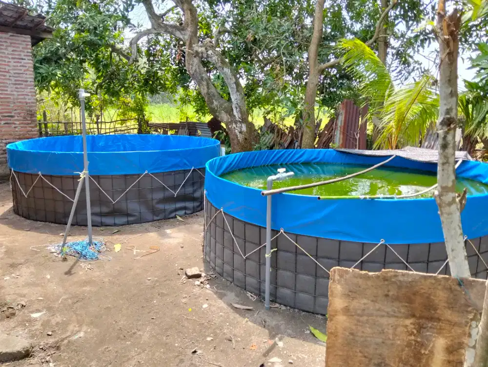 Kolam ikan free ongkir