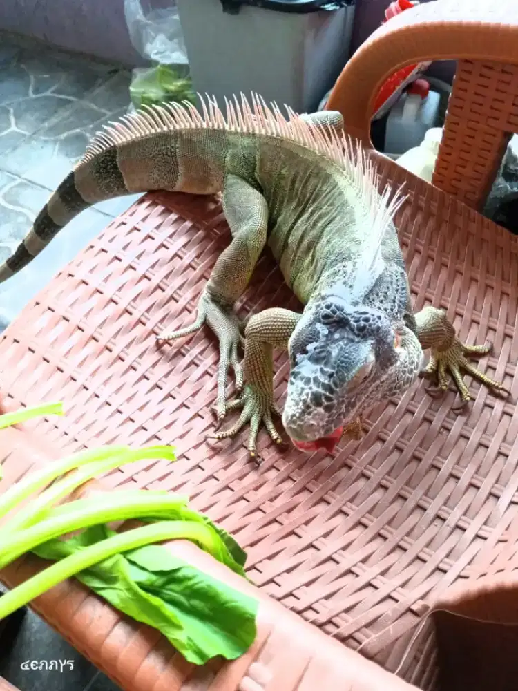 Iguana Hijau hewan peliharaan