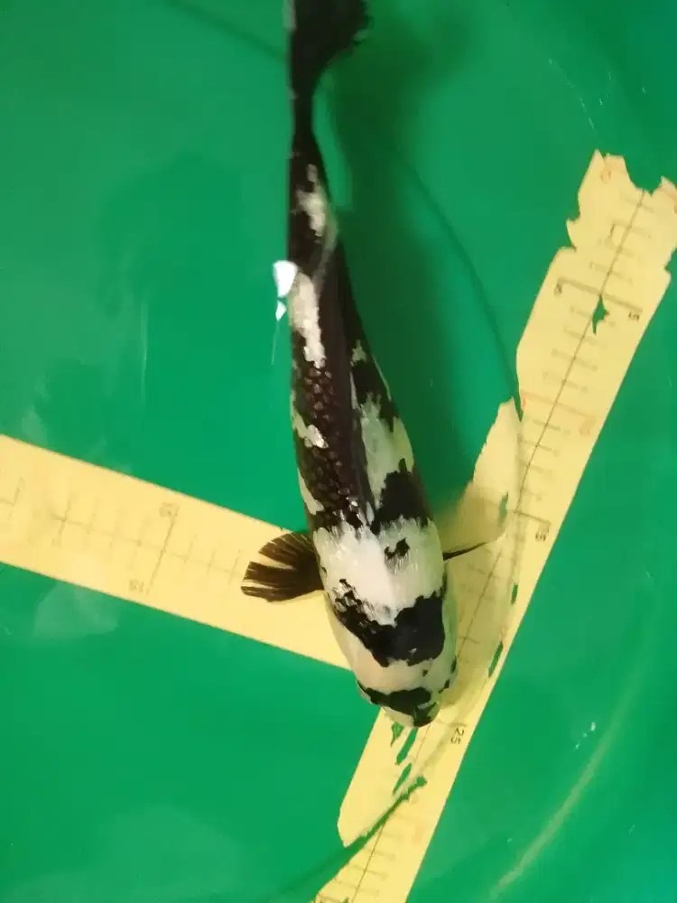 Ikan koi jenis SHIRO GINRIN 34cm HQ