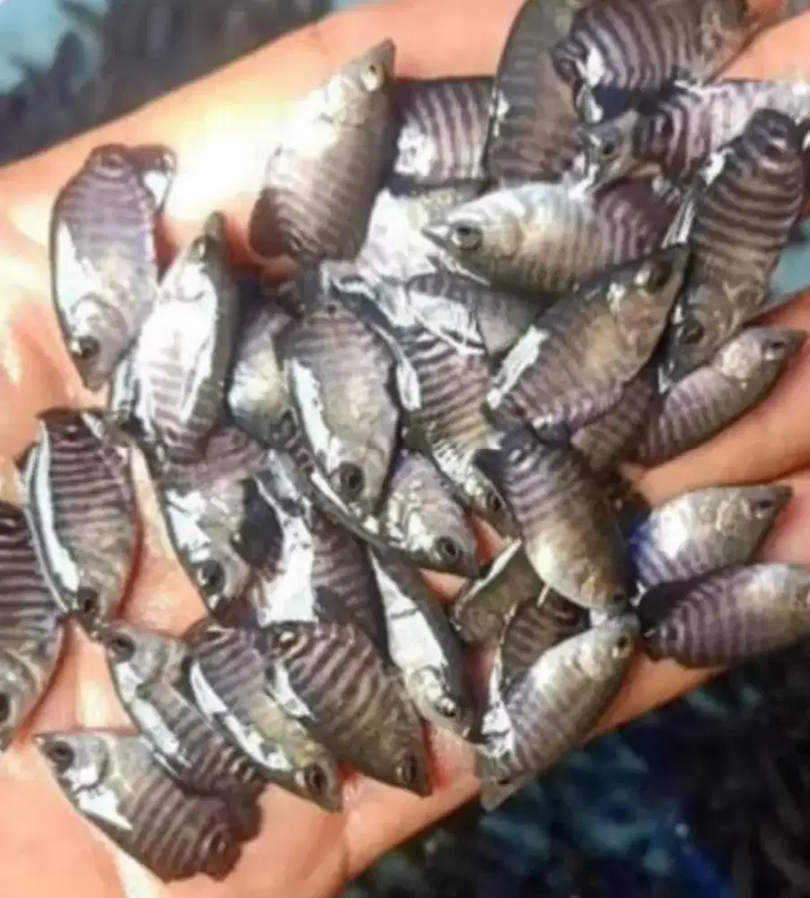Jual Bibit Gurame Siletan