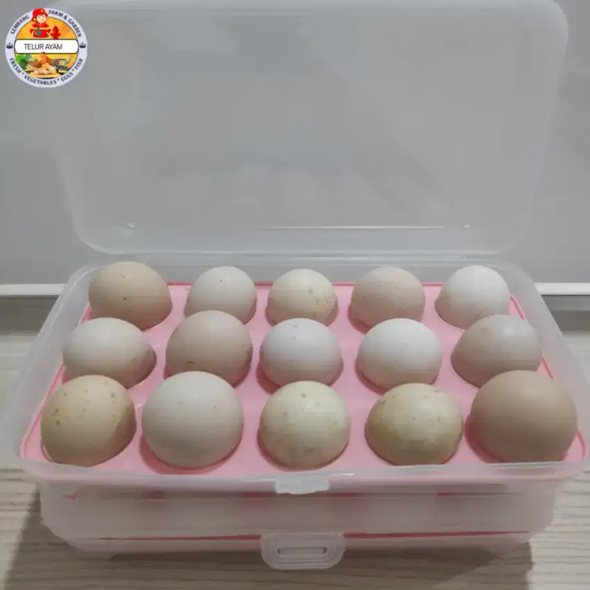 TELUR AYAM KAMPUNG PETELUR FERTIL