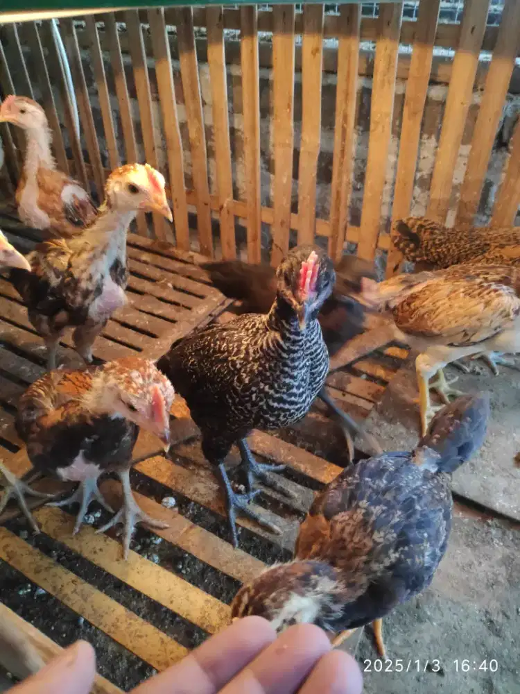 AYAM KAMPUNG ANAKAN TYPE PEDAGING & PETELUR