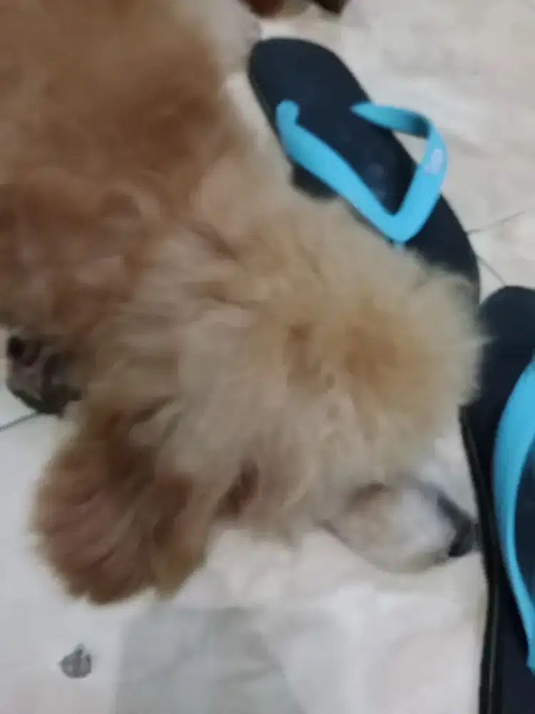 Anjing keturunan red toy umur 5 bln  jantan